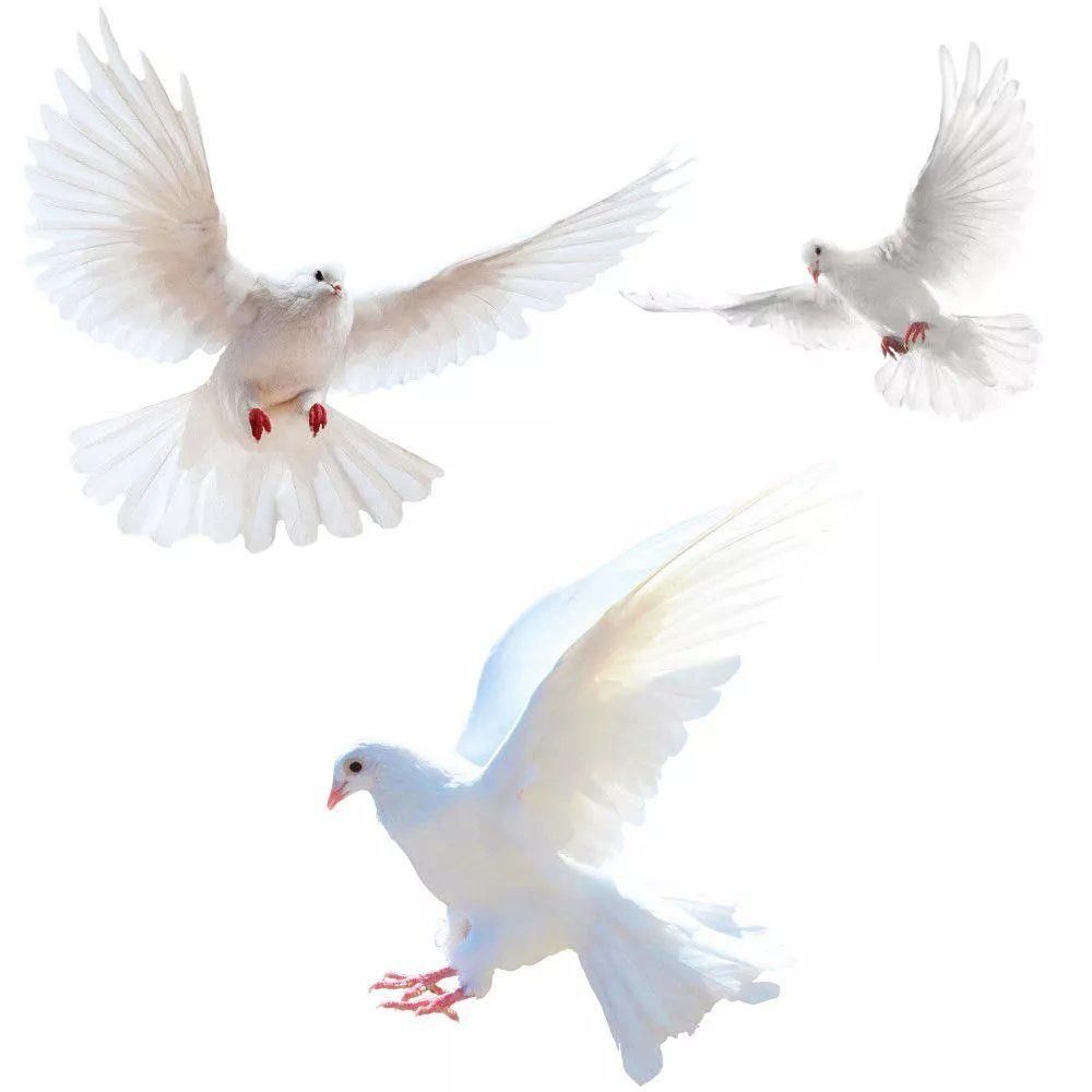 Xt Home Textiles - Наклейки на стену Peace Dove для